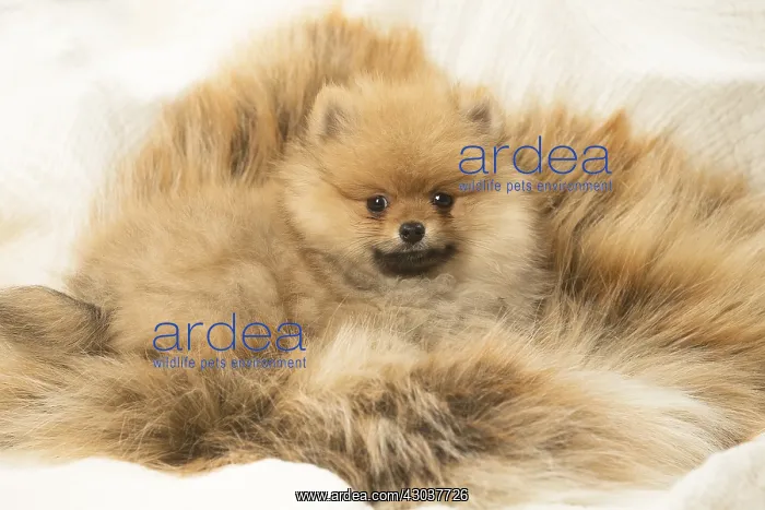  : Cute Pomeranian (Dwarf Spitz) puppy