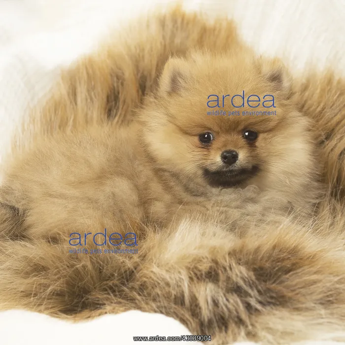 : Cute Pomeranian (Dwarf Spitz) puppy : Cute Pomeranian (Dwarf Spitz) puppy