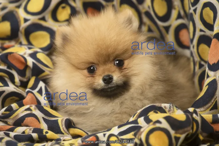 : Cute Pomeranian (Dwarf Spitz) puppy : Cute Pomeranian (Dwarf Spitz) puppy