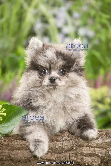 : Cute Pomeranian puppy outdoors in the garden : Cute Pomeranian puppy outdoors in the garden
