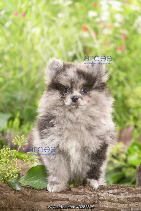 : Cute Pomeranian puppy outdoors in the garden : Cute Pomeranian puppy outdoors in the garden