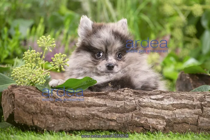: Cute Pomeranian puppy outdoors in the garden : Cute Pomeranian puppy outdoors in the garden