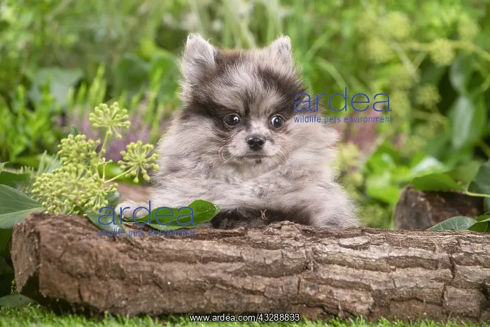 : Cute Pomeranian puppy outdoors in the garden : Cute Pomeranian puppy outdoors in the garden