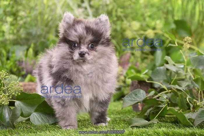 : Cute Pomeranian puppy outdoors in the garden : Cute Pomeranian puppy outdoors in the garden