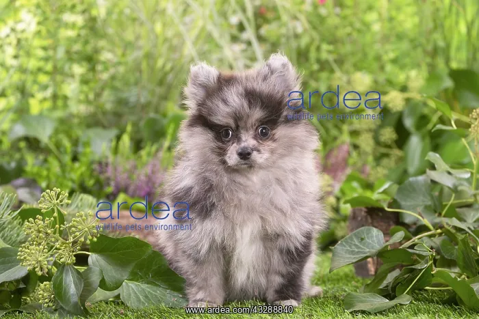 : Cute Pomeranian puppy outdoors in the garden : Cute Pomeranian puppy outdoors in the garden