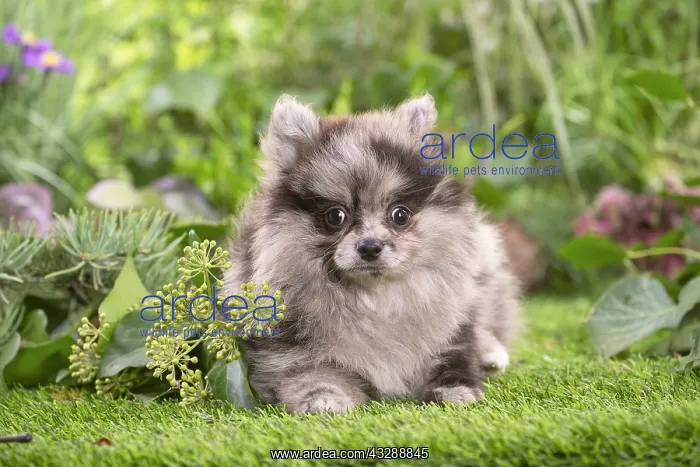 : Cute Pomeranian puppy outdoors in the garden : Cute Pomeranian puppy outdoors in the garden