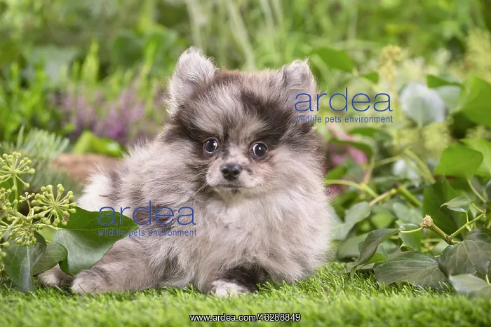 : Cute Pomeranian puppy outdoors in the garden : Cute Pomeranian puppy outdoors in the garden