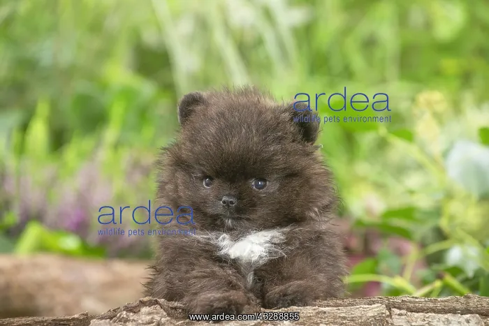 : Cute Pomeranian puppy outdoors in the garden : Cute Pomeranian puppy outdoors in the garden