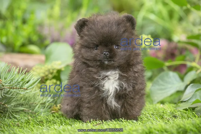 : Cute Pomeranian puppy outdoors in the garden : Cute Pomeranian puppy outdoors in the garden