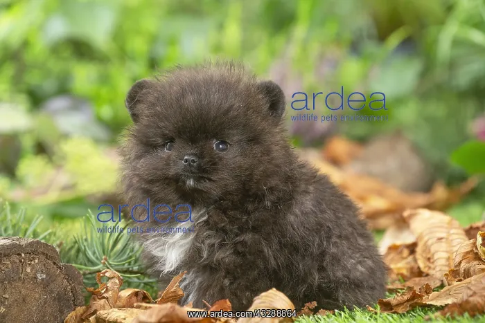 : Cute Pomeranian puppy outdoors in the garden : Cute Pomeranian puppy outdoors in the garden