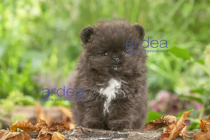 : Cute Pomeranian puppy outdoors in the garden : Cute Pomeranian puppy outdoors in the garden