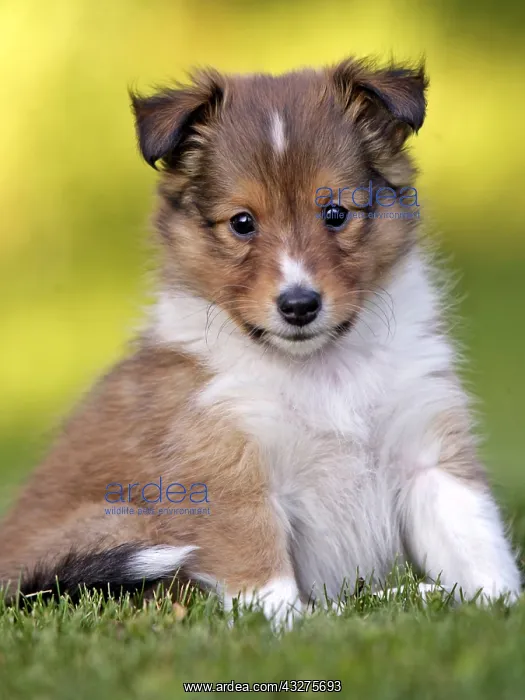 : Cute sable Shetland Sheedog puppy few weeks old : Cute sable Shetland Sheedog puppy few weeks old