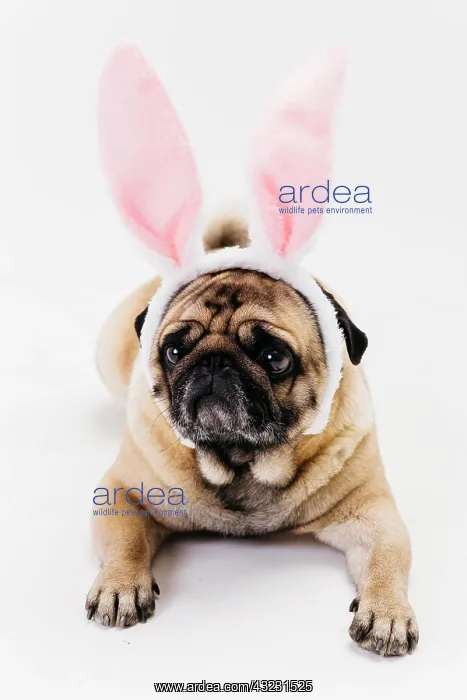 : cute sad fawn pug bunny ears. High resolution photo : cute sad fawn pug bunny ears. High resolution photo
