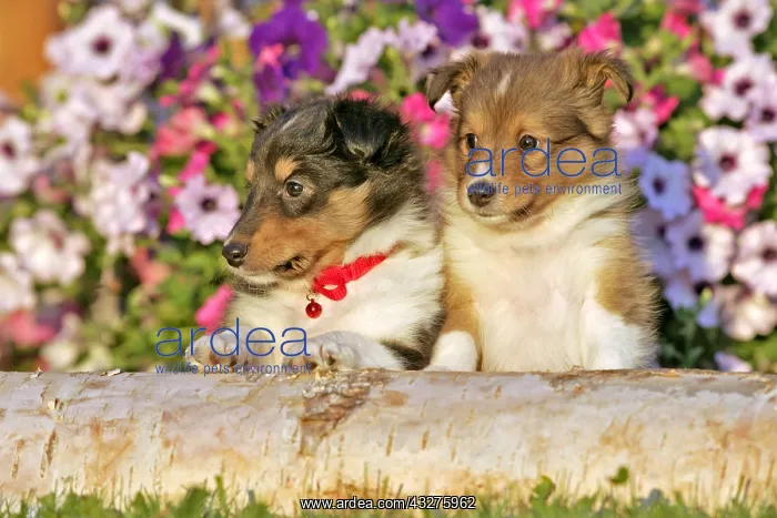 : Two cute Shetland Sheedog puppy sitting behind birch : Two cute Shetland Sheedog puppy sitting behind birch