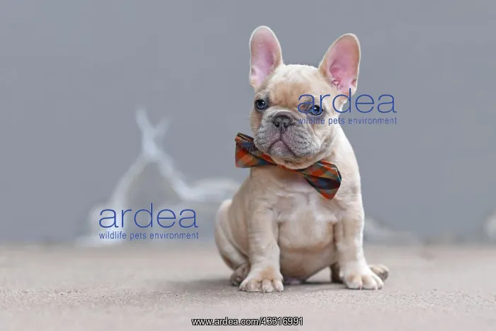 : Cute small 7 weeks lilac fawn colored French Bulldog : Cute small 7 weeks lilac fawn colored French Bulldog