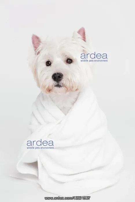 : cute small dog sitting towel. High resolution photo : cute small dog sitting towel. High resolution photo