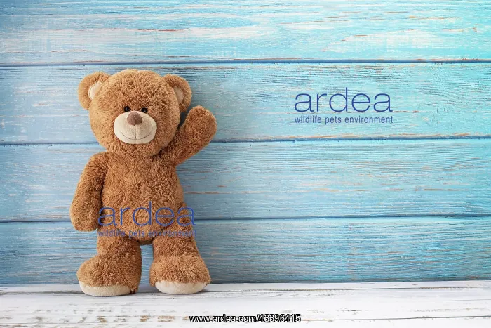 : Cute teddy bear with copy space on blue color wood b : Cute teddy bear with copy space on blue color wood b