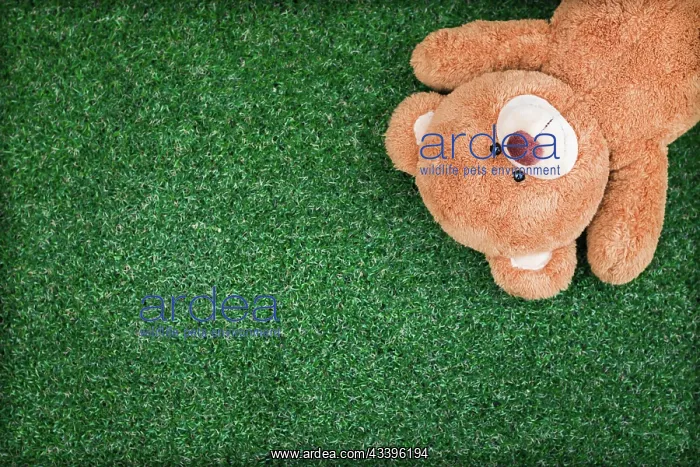 : Cute teddy bear on green grass background : Cute teddy bear on green grass background