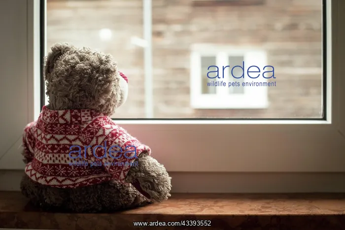 : Cute teddy bear is sitting on the windowsill, lo : Cute teddy bear is sitting on the windowsill, lo