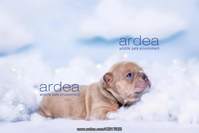 : Cute tiny French Bulldog puppy lying down between : Cute tiny French Bulldog puppy lying down between