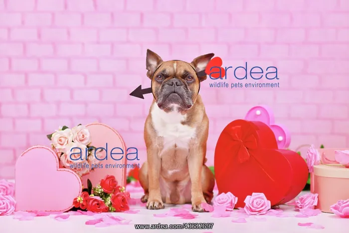 : Cute Valentine's day dog. French Bulldog with love : Cute Valentine's day dog. French Bulldog with love