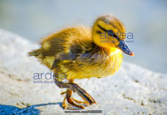 : Cute Young Duck Walking : Cute Young Duck Walking