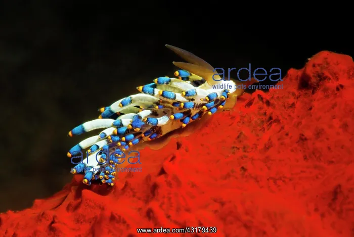 : Cuthona kanga crawls over red sponge, Bali, Indopacific : Cuthona kanga crawls over red sponge, Bali, Indopacific