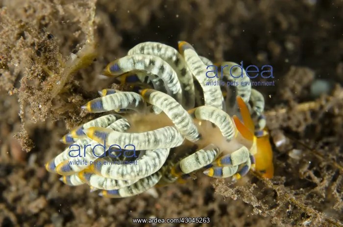 : Cuthona Nudibranch - Melasti dive site, Seraya : Cuthona Nudibranch - Melasti dive site, Seraya
