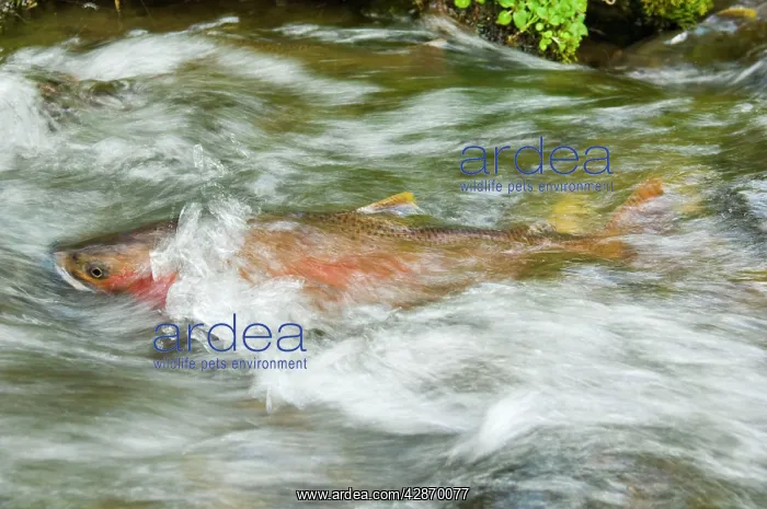 : Cutthroat Trout - in small spawning stream : Cutthroat Trout - in small spawning stream