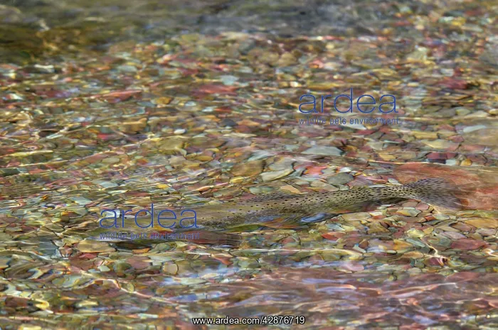 : Cutthroat Trout - in spawning stream : Cutthroat Trout - in spawning stream