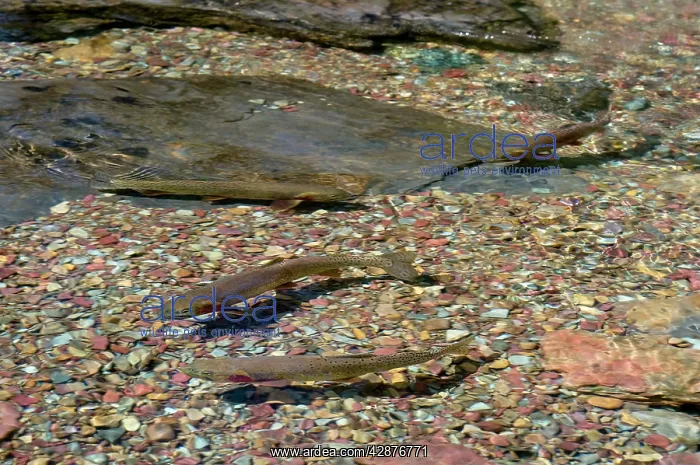 : Cutthroat Trout - in spawning stream : Cutthroat Trout - in spawning stream