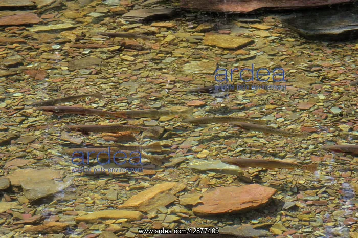 : Cutthroat Trout - in spawning stream : Cutthroat Trout - in spawning stream