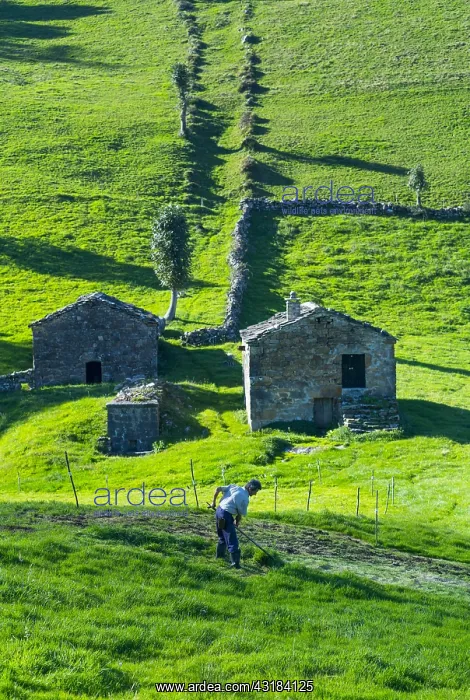 : Cutting the grass, Caba&, x61830;asiega and meadows : Cutting the grass, Caba&, x61830;asiega and meadows
