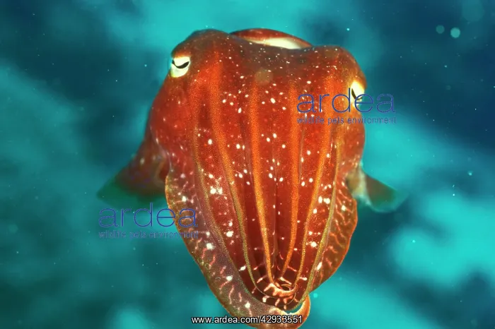 : Cuttlefish : Cuttlefish