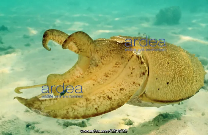  : Cuttlefish