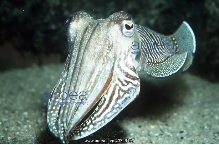 : CUTTLEFISH : CUTTLEFISH