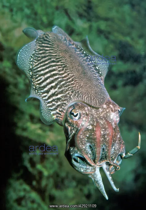 : Cuttlefish - attacking crab as food : Cuttlefish - attacking crab as food