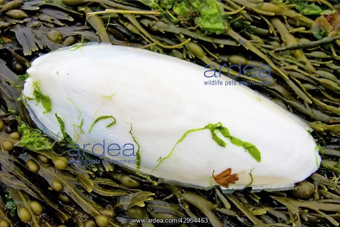 : Cuttlefish bone - lying on the strand line on top : Cuttlefish bone - lying on the strand line on top