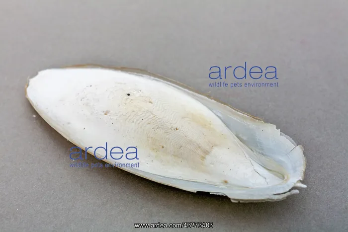 : Cuttlefish Bone - UK : Cuttlefish Bone - UK