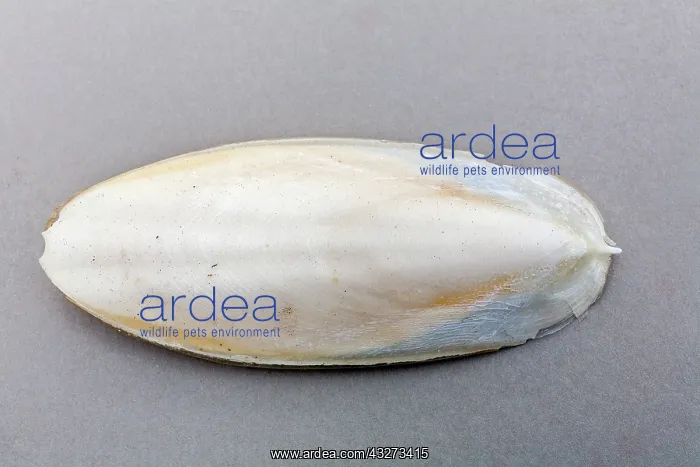 : Cuttlefish Bone - UK : Cuttlefish Bone - UK