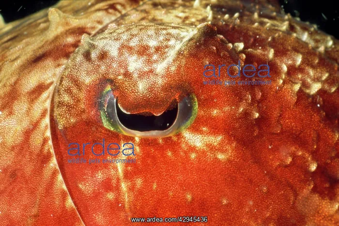  : Cuttlefish - close-up of eye