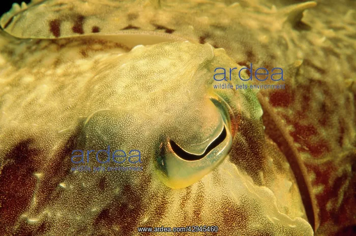 : Cuttlefish - close-up of eye : Cuttlefish - close-up of eye