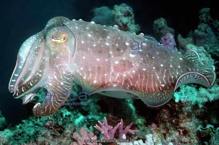 : Cuttlefish - One of three courting cuttlefish flashing : Cuttlefish - One of three courting cuttlefish flashing