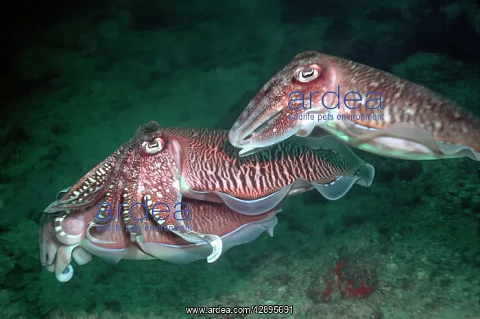 : Cuttlefish courting - Two male cuttlefish courting : Cuttlefish courting - Two male cuttlefish courting