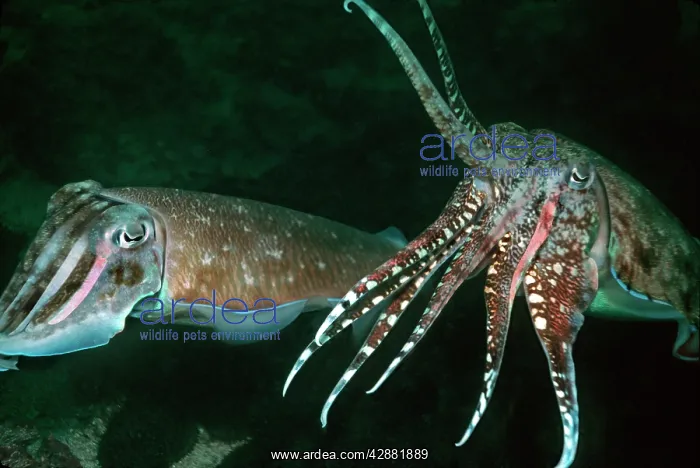 : Cuttlefish courting - The male displaying to the : Cuttlefish courting - The male displaying to the