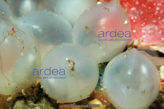  : Cuttlefish eggs