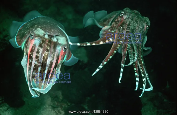 : Cuttlefish - The male caressing the female prior : Cuttlefish - The male caressing the female prior