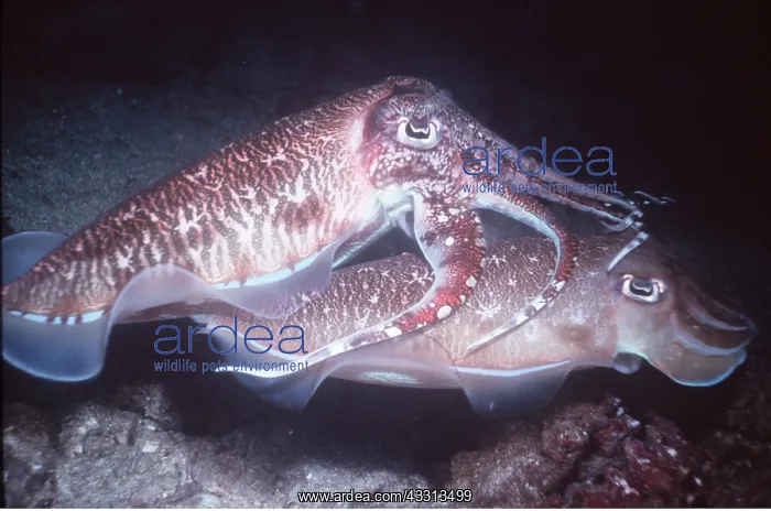 : CUTTLEFISH - pair courting : CUTTLEFISH - pair courting