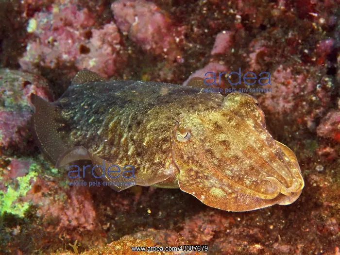 : Cuttlefish Sepia officinalis 1f common cuttlefis : Cuttlefish Sepia officinalis 1f common cuttlefis