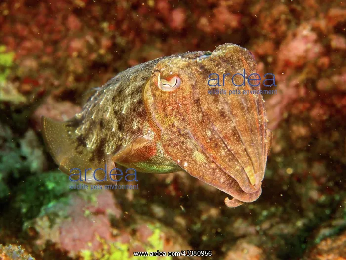 : Cuttlefish Sepia officinalis 1f common cuttlefish : Cuttlefish Sepia officinalis 1f common cuttlefish